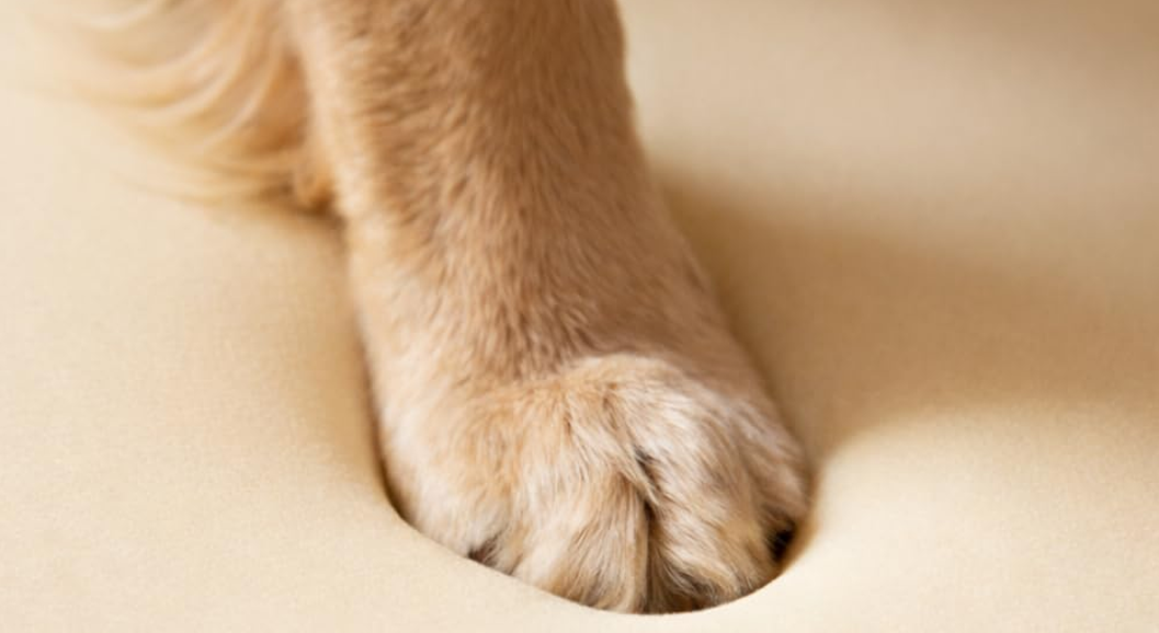 The Upgrade Your Dog’s Joints Have Been Waiting For