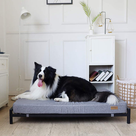 Elevated Dog Bed with Orthopedic Foam Mattress - Modern Style - For Large Dogs